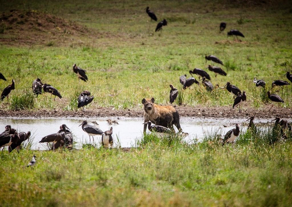 best safari in Africa