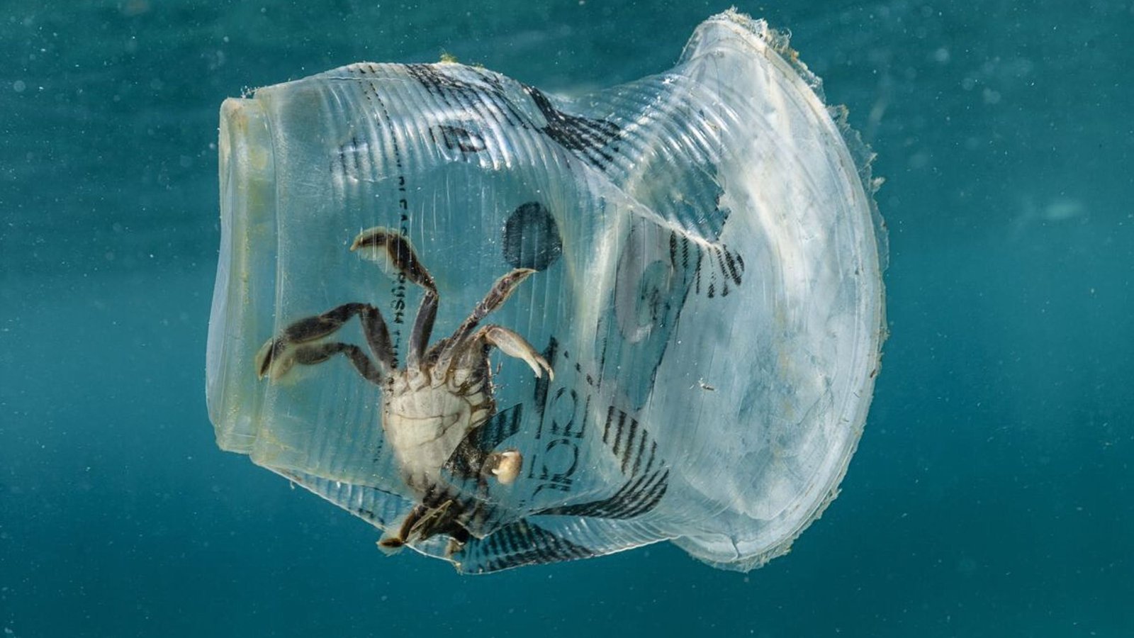 A crab stuck in a plastinc glass showcasing improper waste disposal