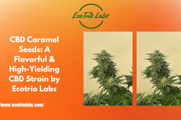 CBD Caramel Seeds