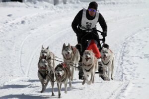 Dog Sledding with a Trained Team of Dogs