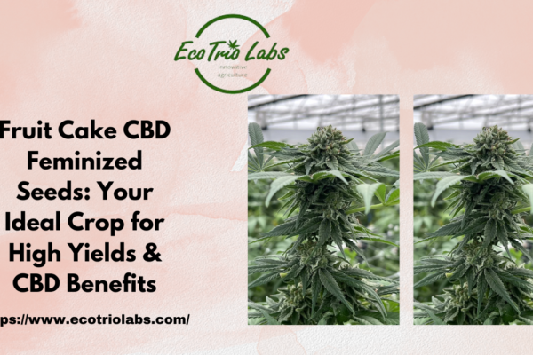 Fruit Cake CBD Feminized Seeds