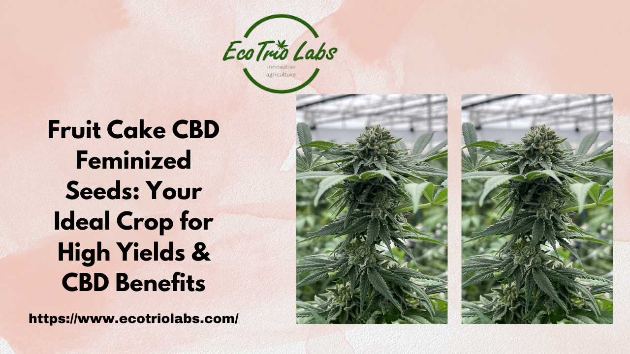 Fruit Cake CBD Feminized Seeds